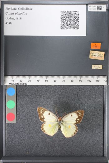 Media type: image;   Entomology 124053